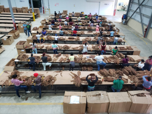Empleos de Zonas Francas alcanzan cifra récord en últimos 15 años; crecen 8.4% en enero-octubre de 2021