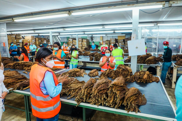 Pese al covid-19, el tabaco fue lo que generó más empleos en zonas francas